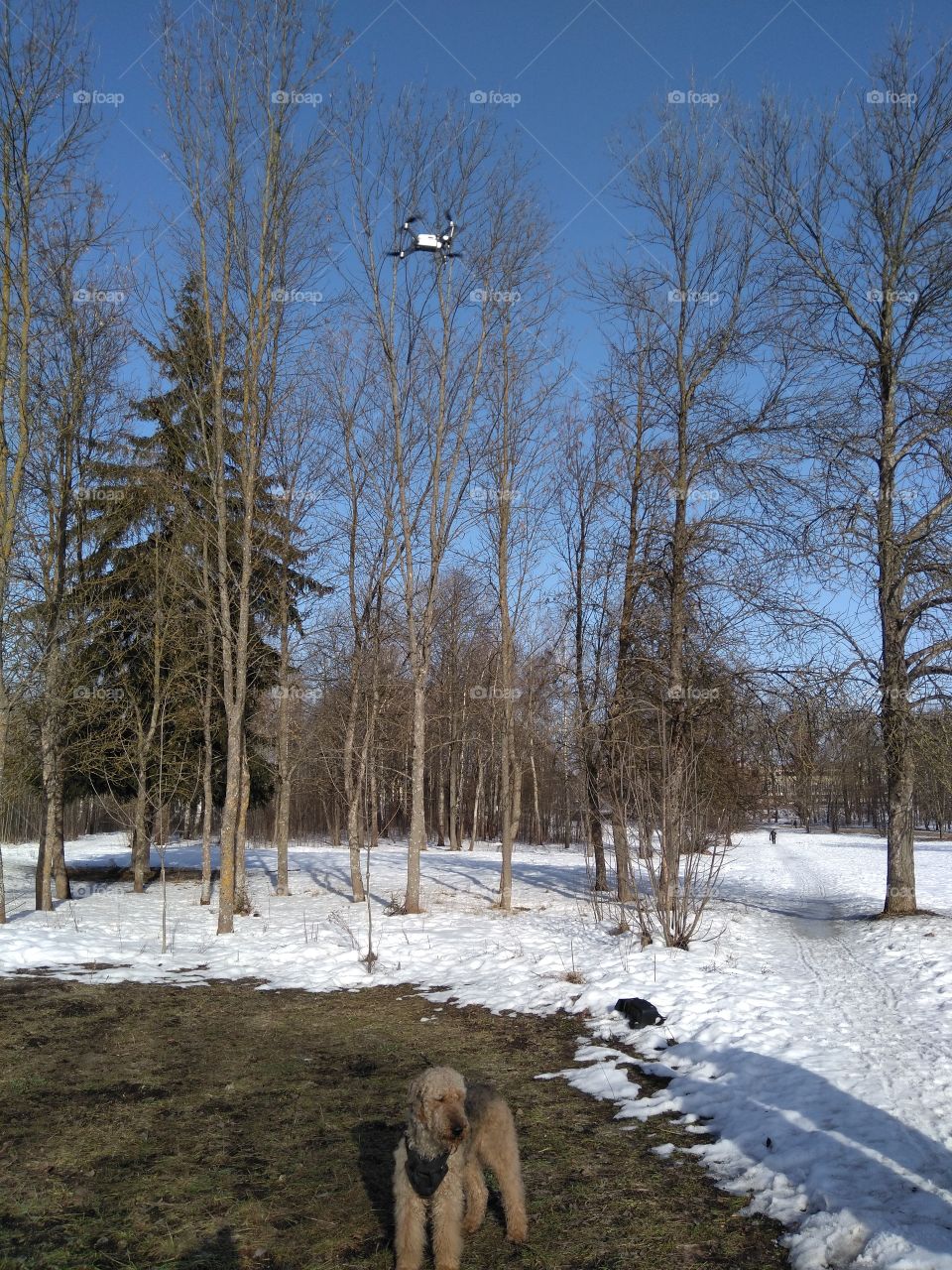 quadcopter and dog winter landscape in the solar park