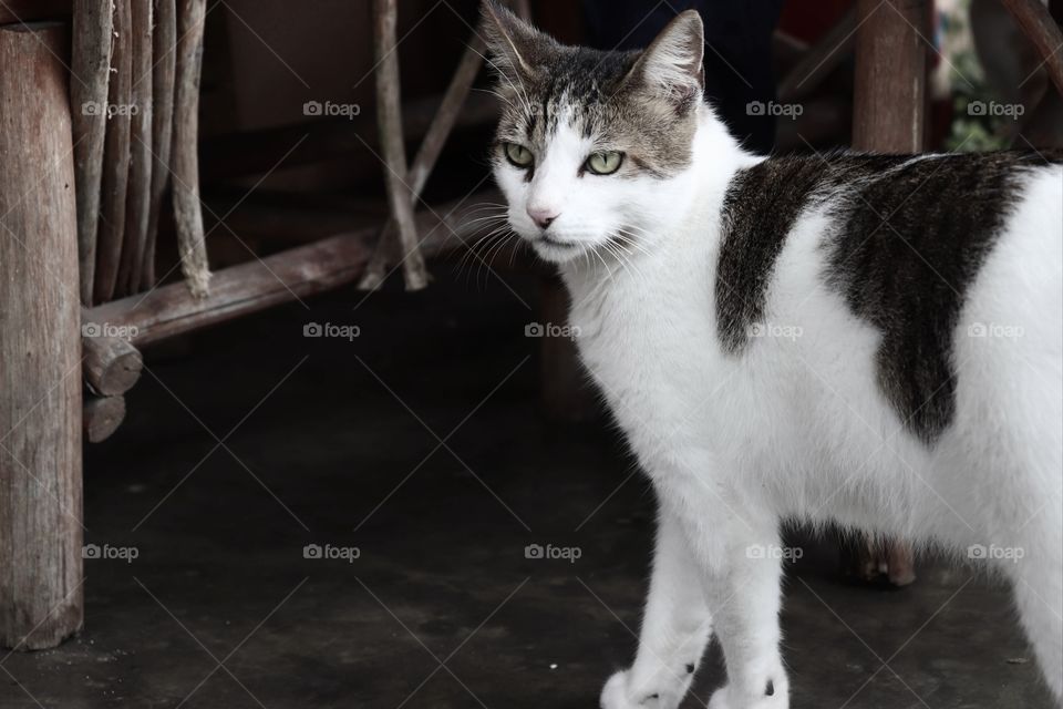 colors versus black and white , cat