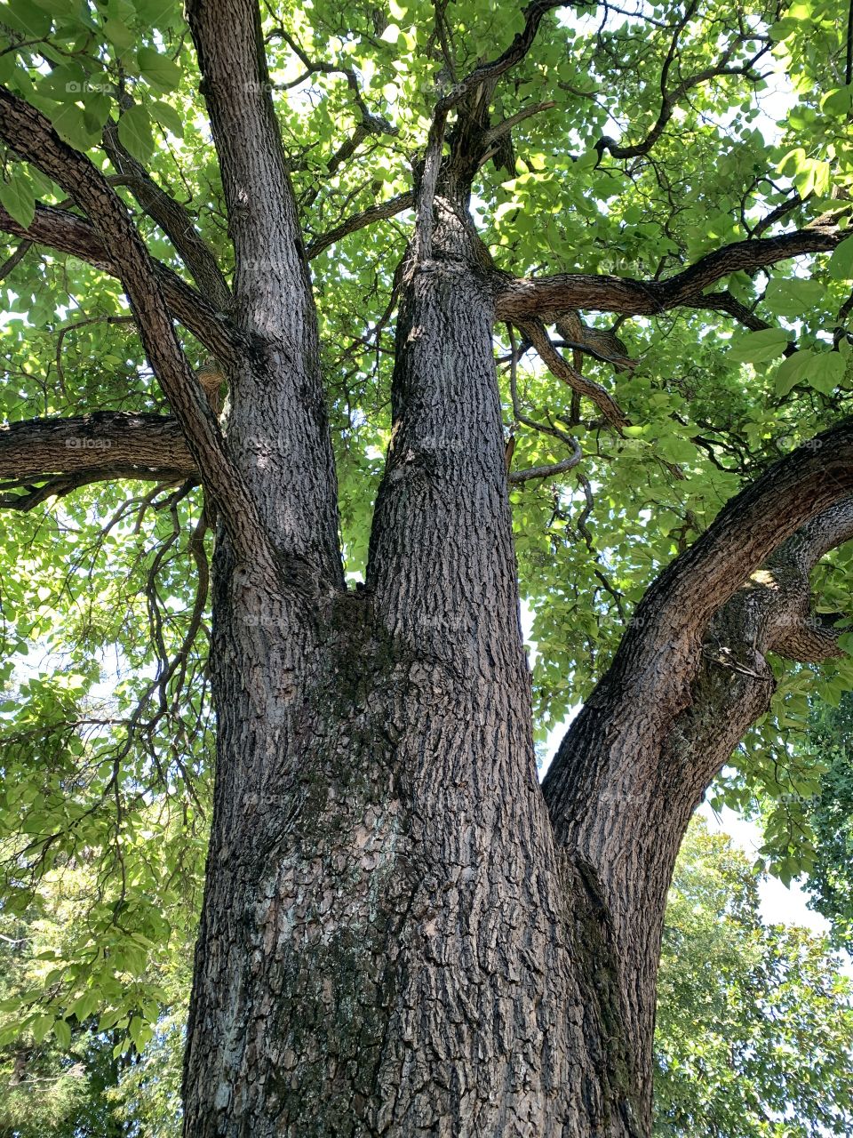 Paulownia Tree in the park of Villa Imbonati at Cavallasca, near Como city