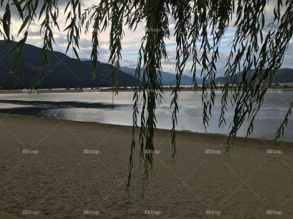 View of a hanging tree branch on beach