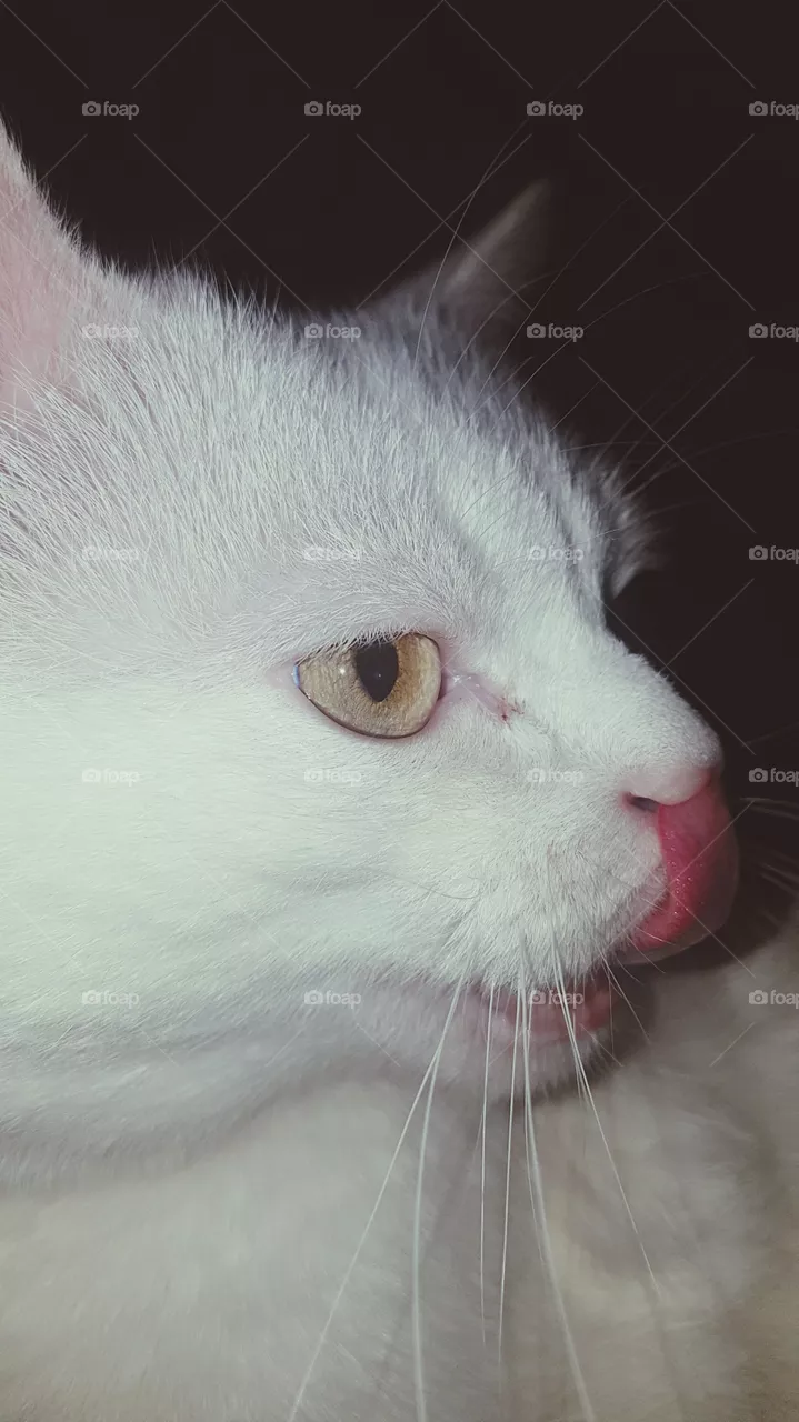 cat Amur