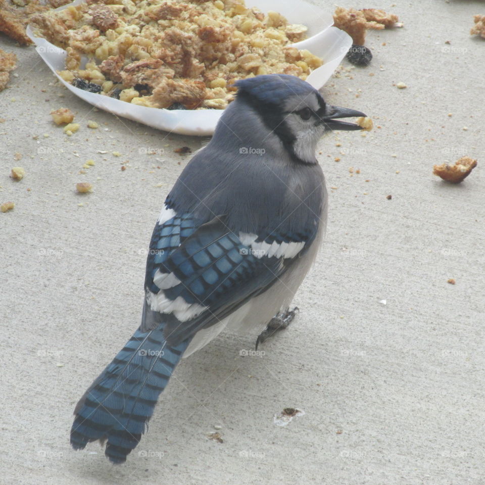 Blue Jay with Seed in Beak