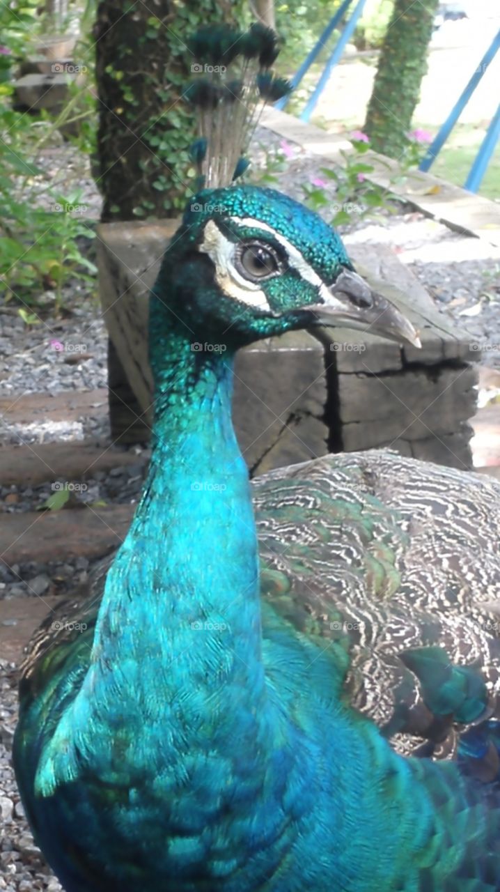 peacock  animal nature