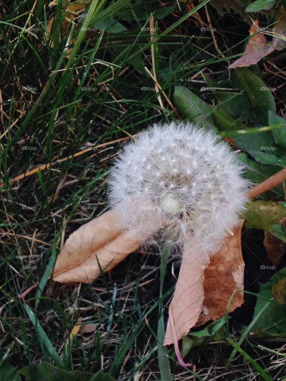 A dandelion fluff among the leaves and grass