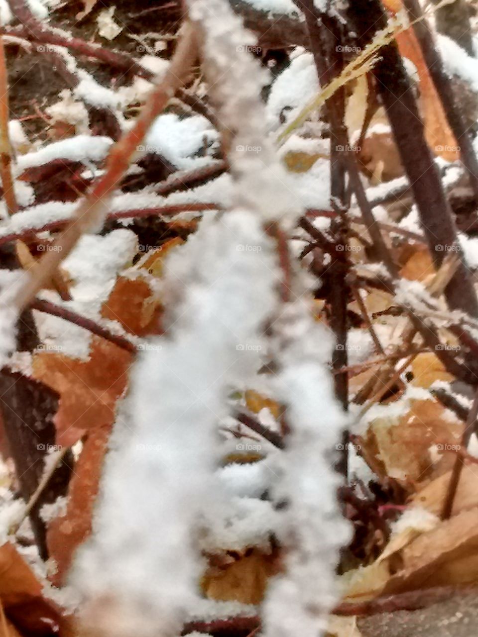 snow on branches and leaves