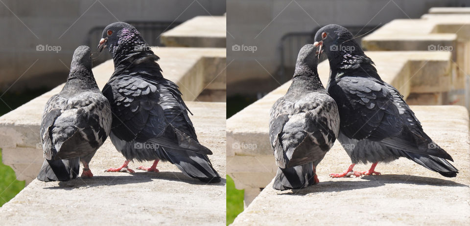 Two doves kisses