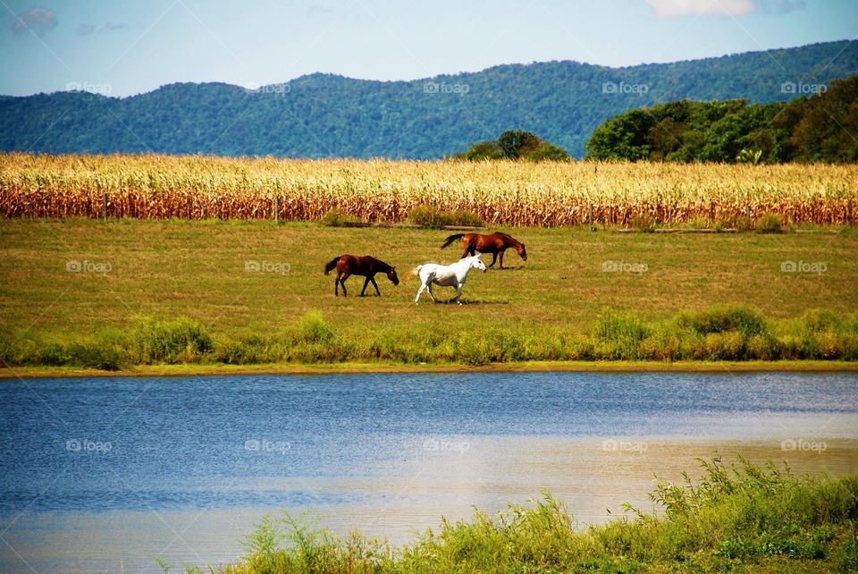 Horse standing at the grass