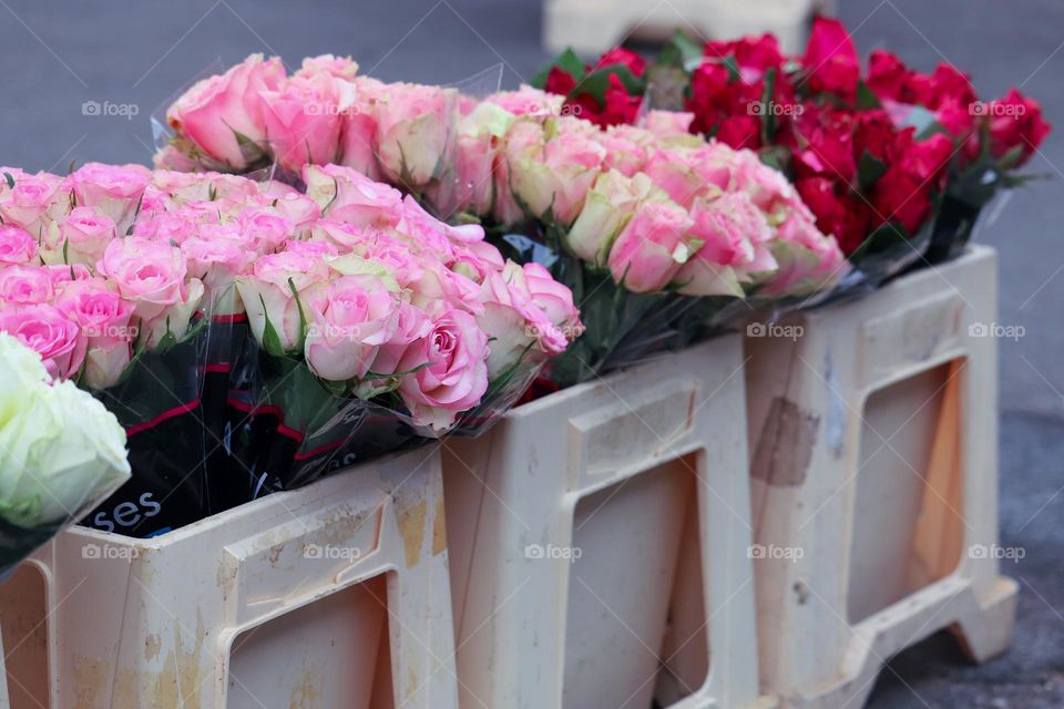 Pink roses