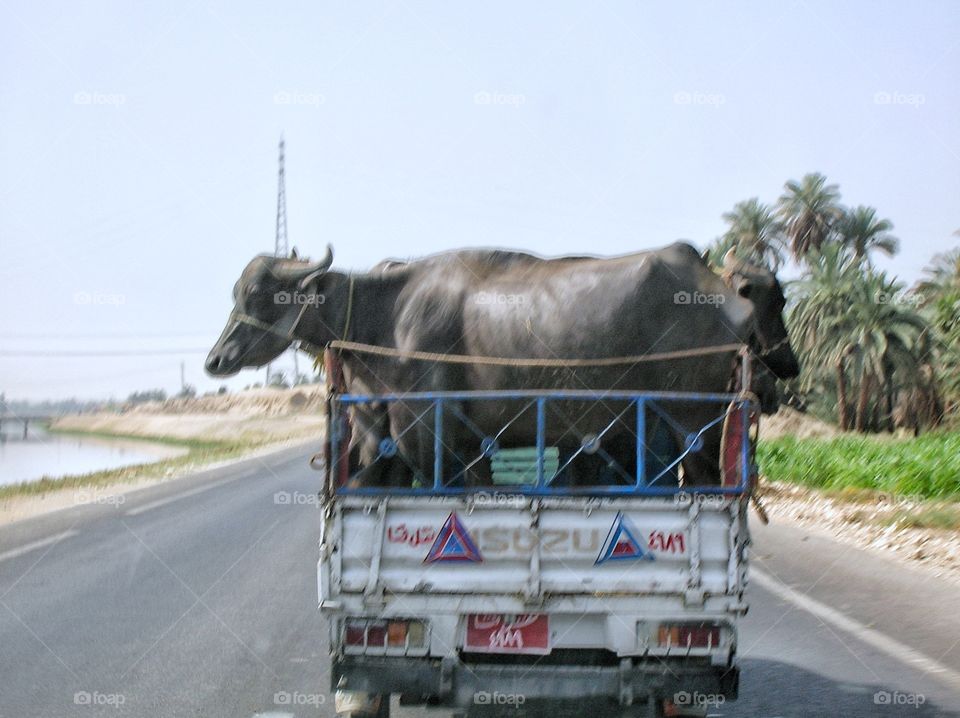 Water Buffalos on the move