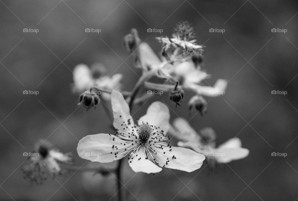 Beautiful black and white bokeh flower with incredible blur. 