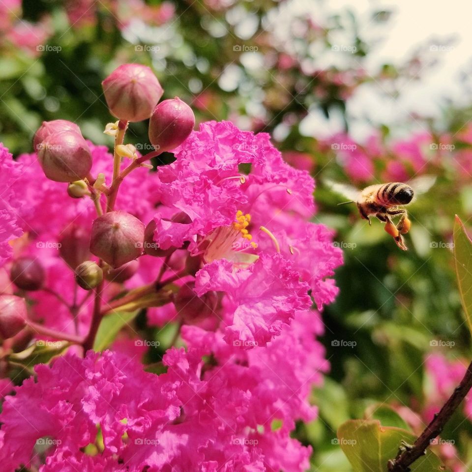 Bee with Crepe Myrtle Flower