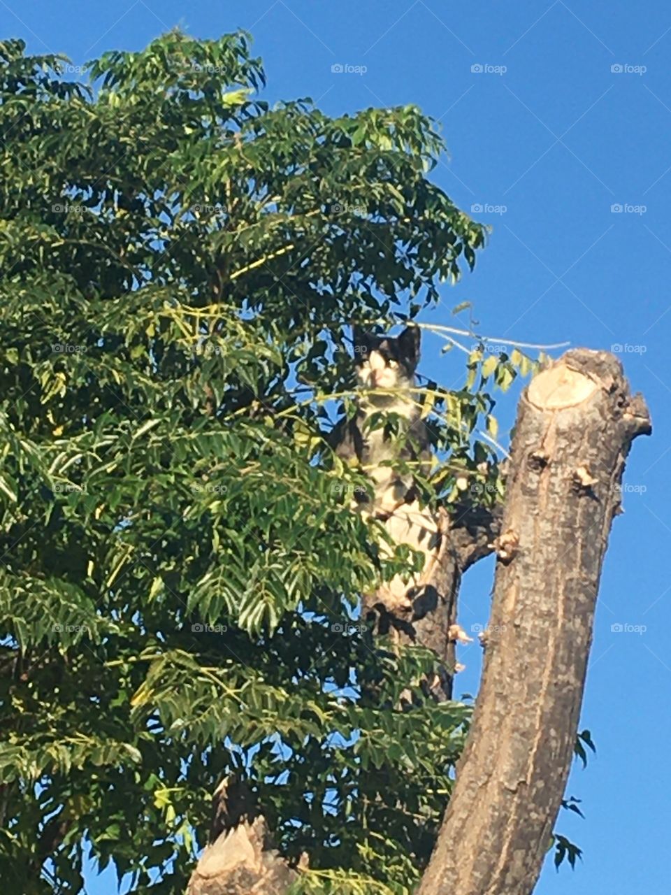 A white and grey cat on top of the tree
