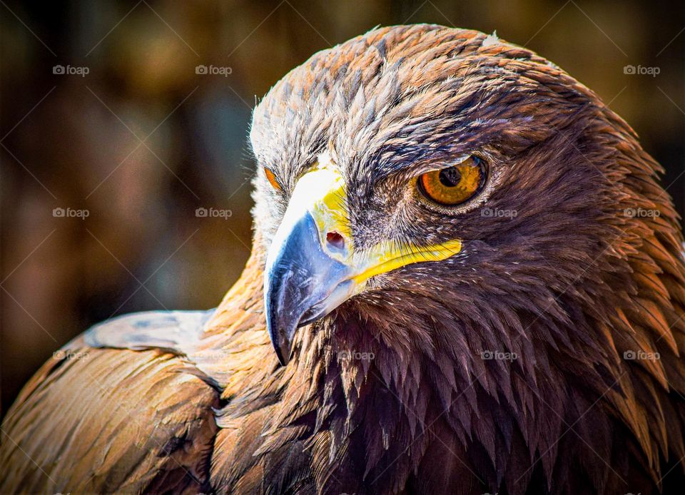 A red-tailed hawk basks in the warm Arizona sun on a bright sunny day in the desert