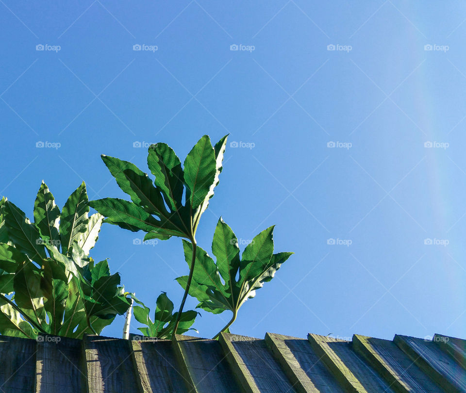 Gorgeous leaves above and some blue sky