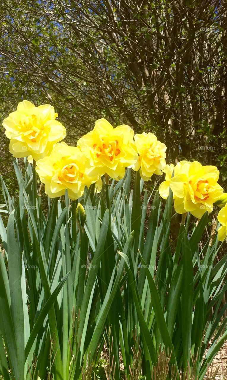 Daffodils 