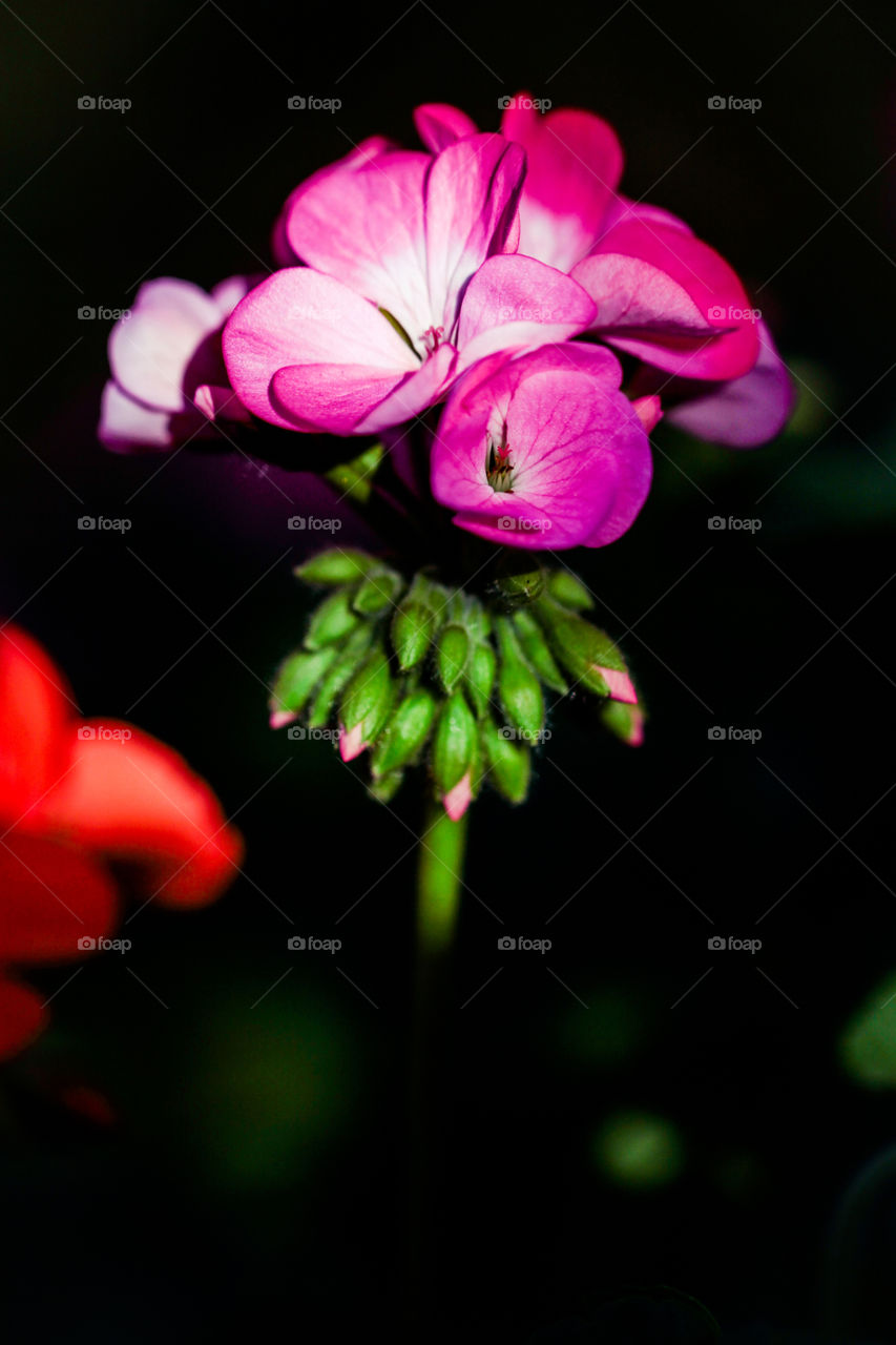 pink flowers. beautiful flowers