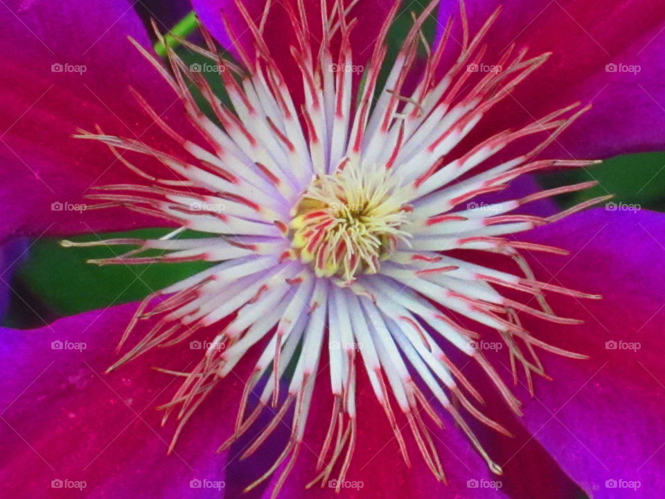 Extreme close-up of my Clematis