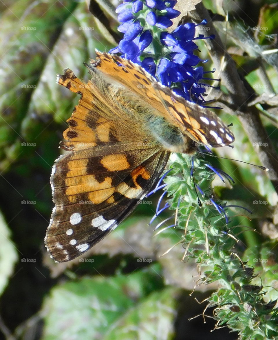 Beautiful Butterfly on a flower 8