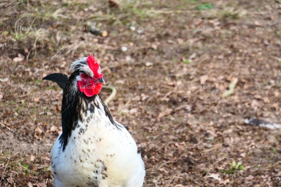Glückliches Huhn