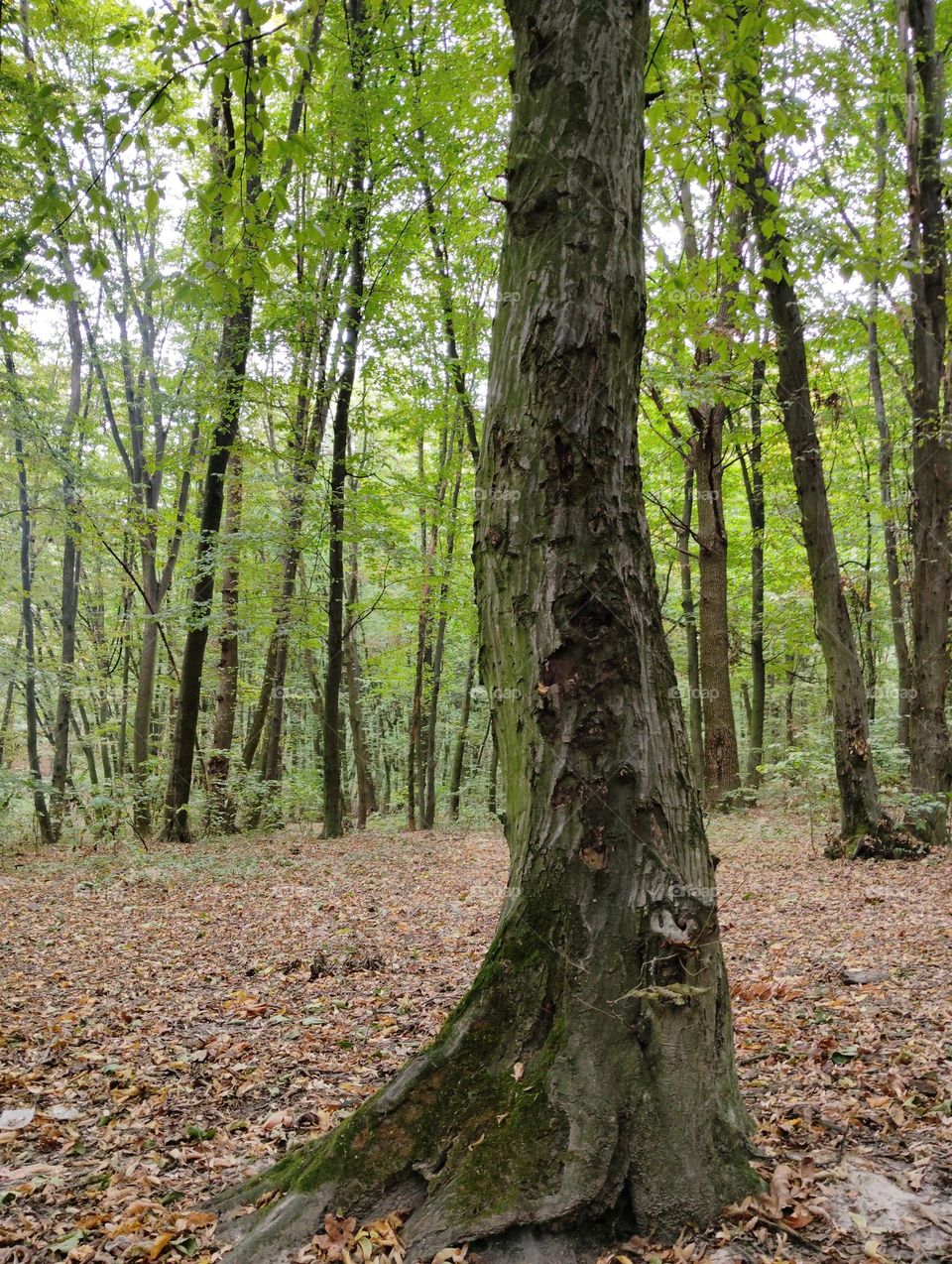 "Tree in the forest"