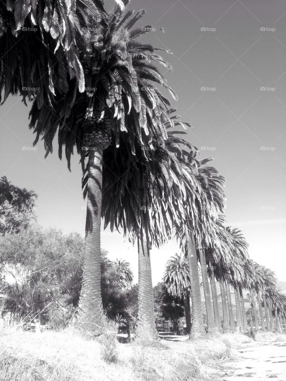 pretty Palm trees