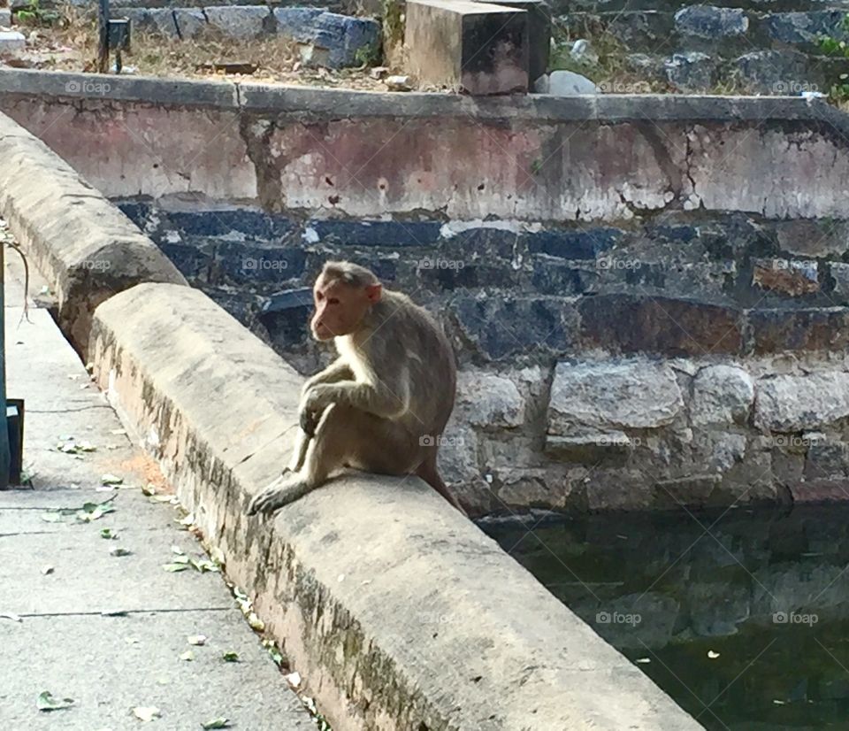 Monkey sitting on the wall 