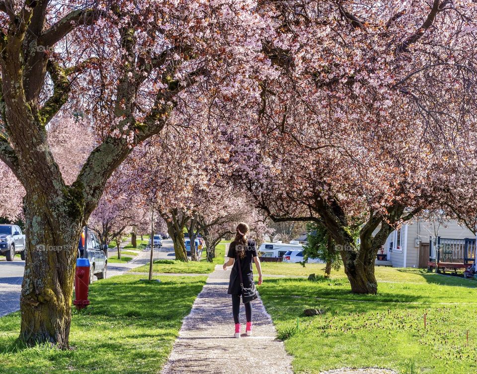 Cherry tree blossoms surround sidewalks 