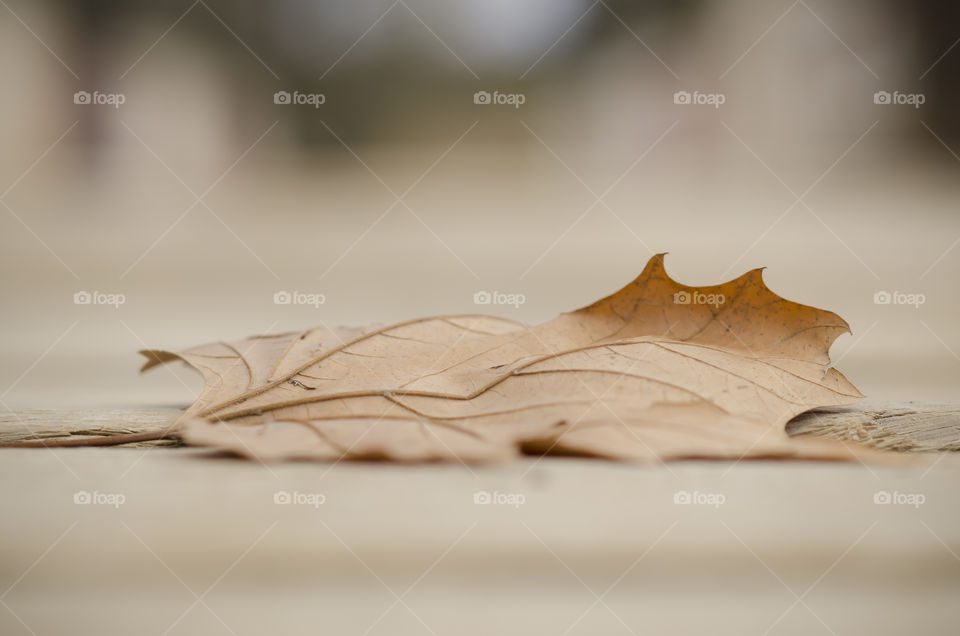 Autumn lean. Autumn brown leaf 