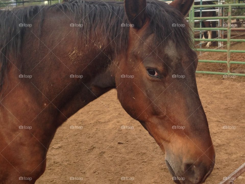 Majestic horses here side view profile quarter horse in corral 