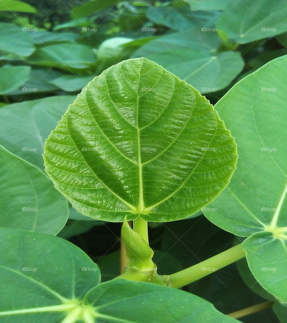 leaf