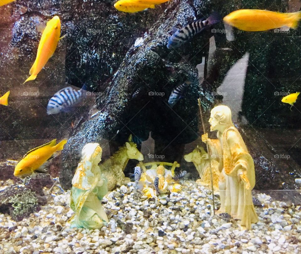 Nativity in a fish tank