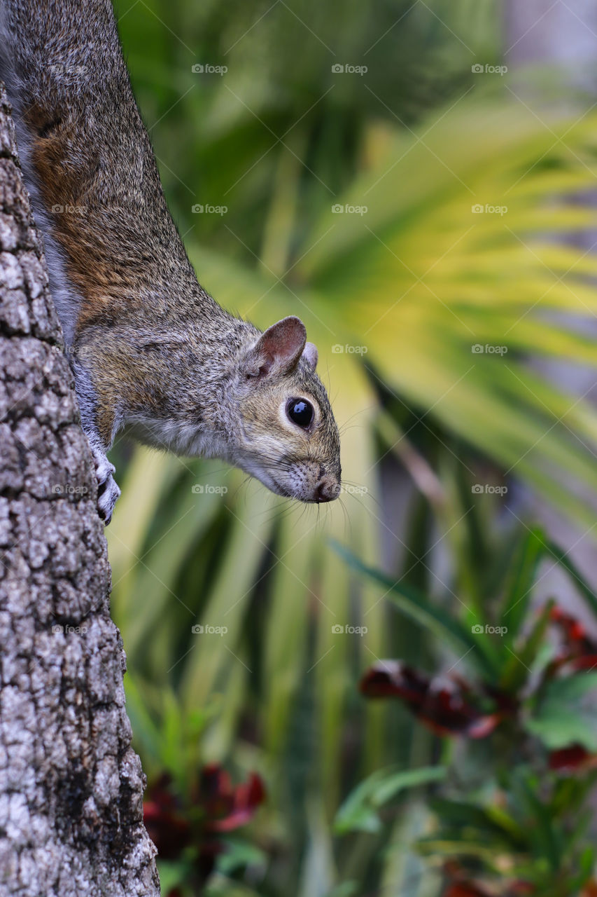 squirrel on the tree