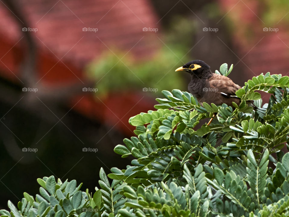 Bird photography - Indian Mynaa - About to start the day