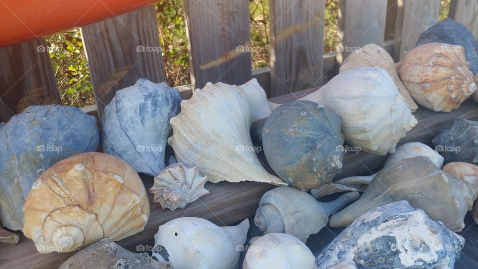 Seashells found in one day