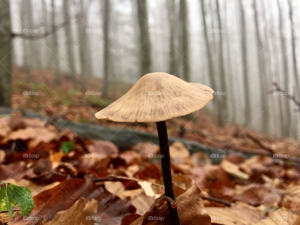 Little mushroom in the forest with fog in the background