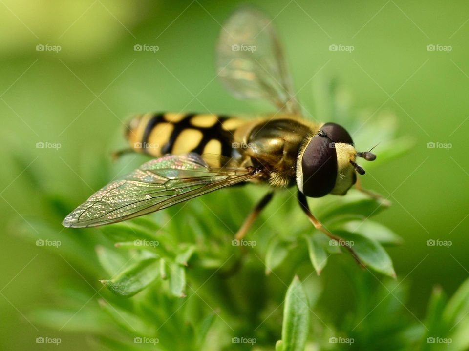 Bee
