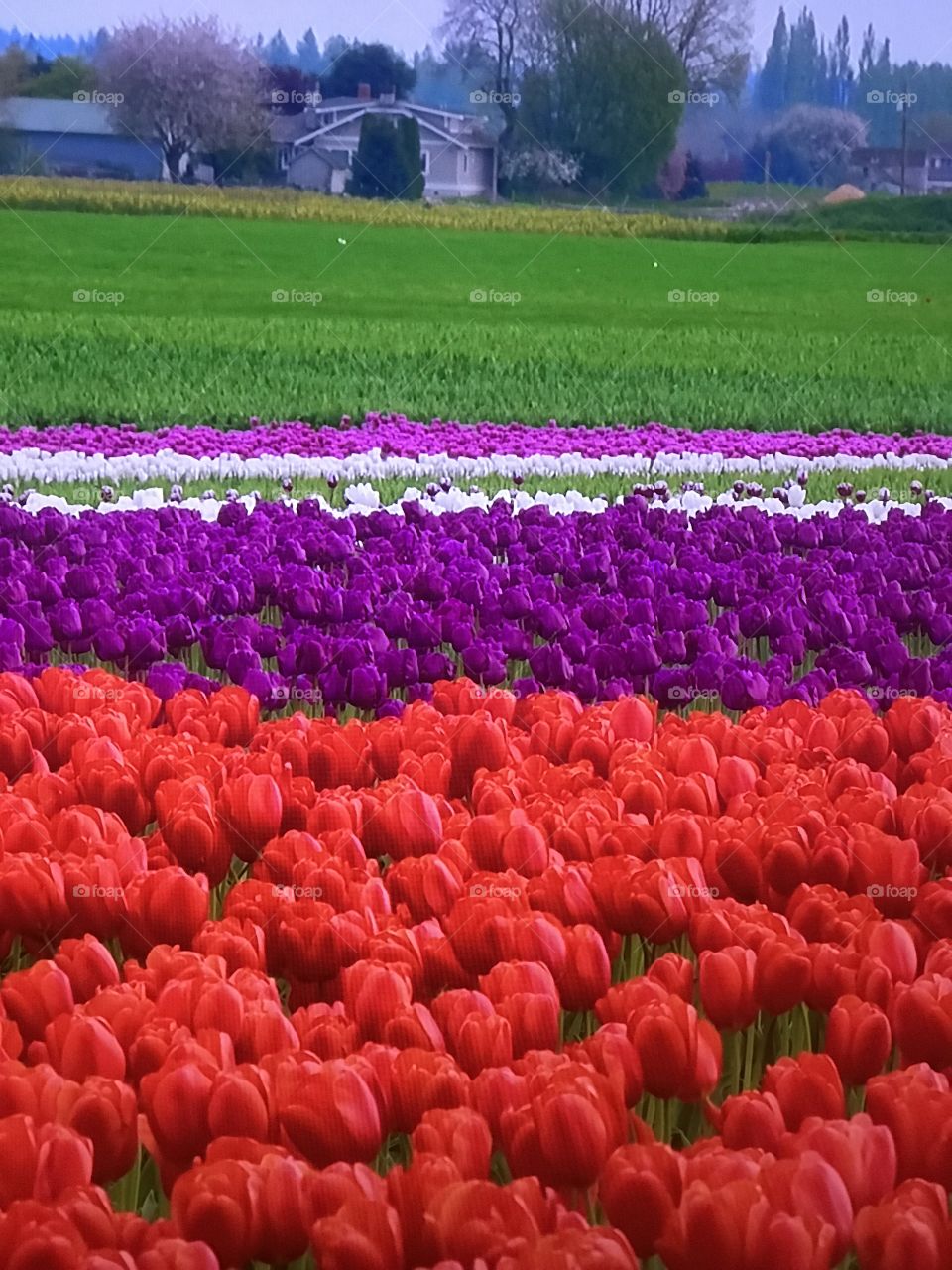 Tulip Gardens
