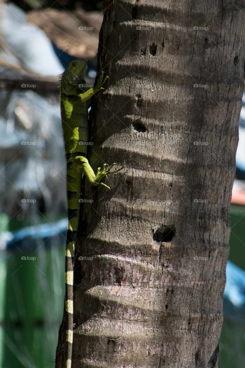 Green baby iguana going up a palm tree