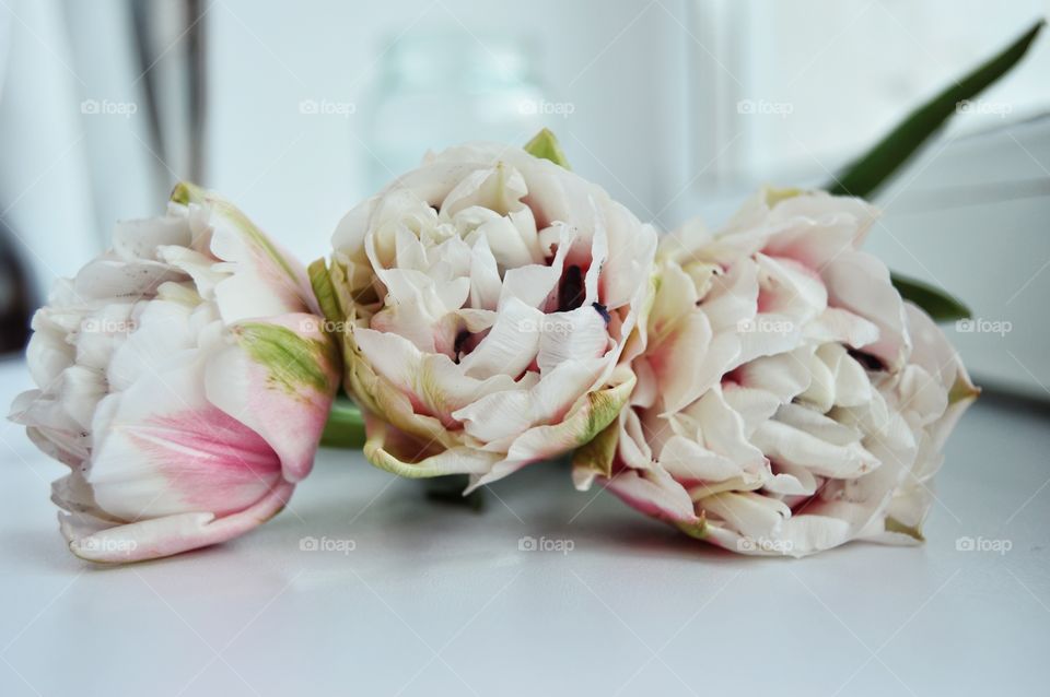 Tulips are perhaps the brightest and most mysterious representatives of the spring kingdom of flowers.