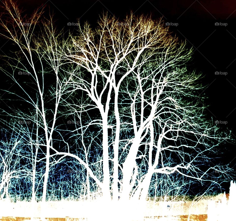 Branch into the darkness 