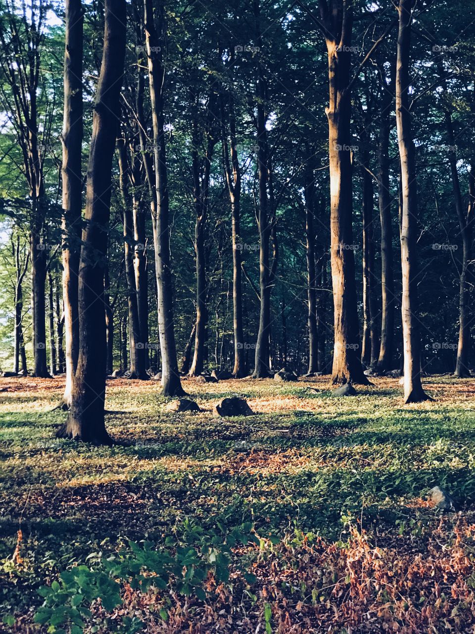 Forest in sunlight