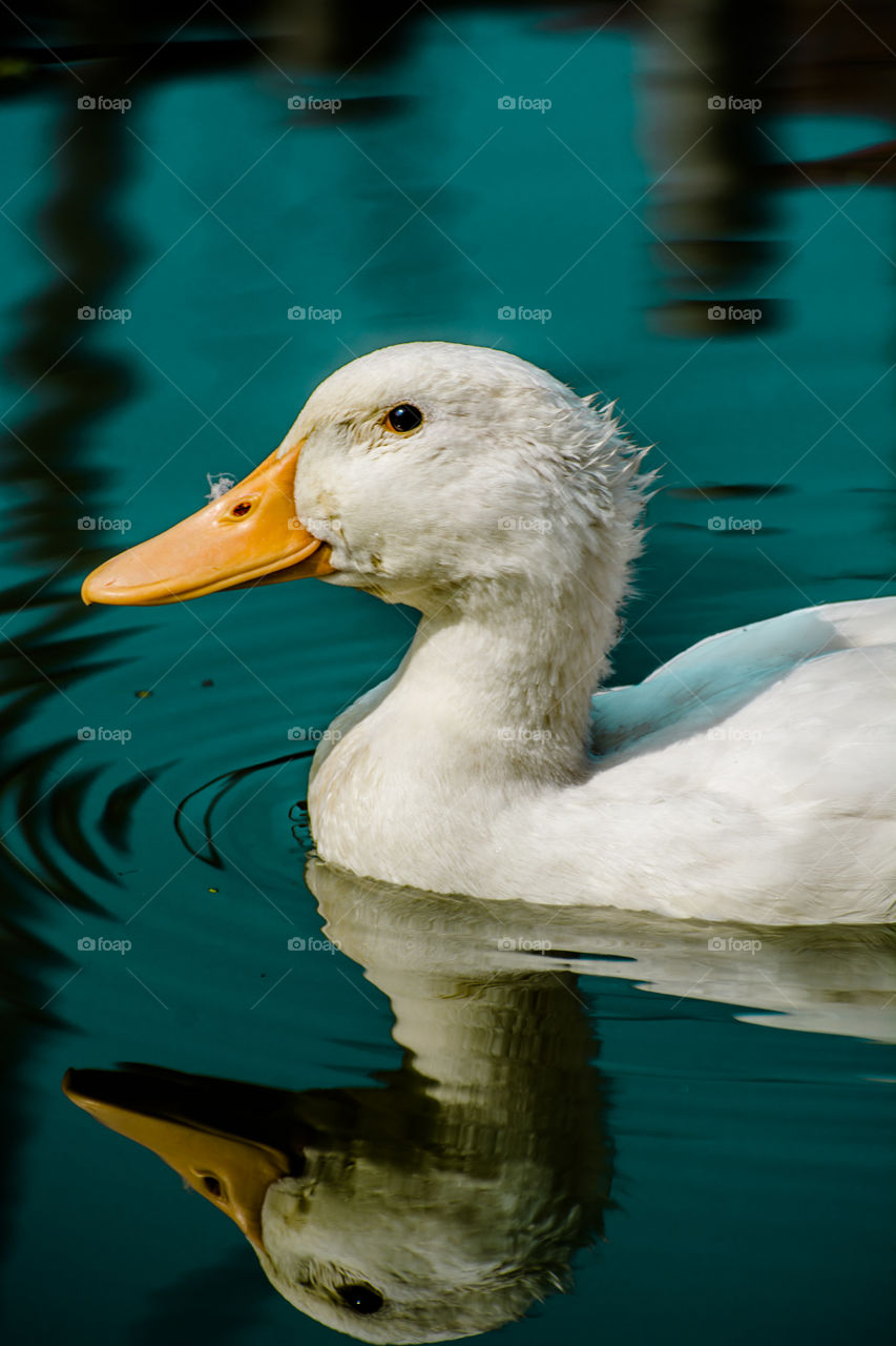 Duck reflected on water