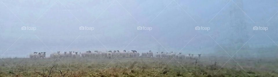 view of sheep on hill in the mist