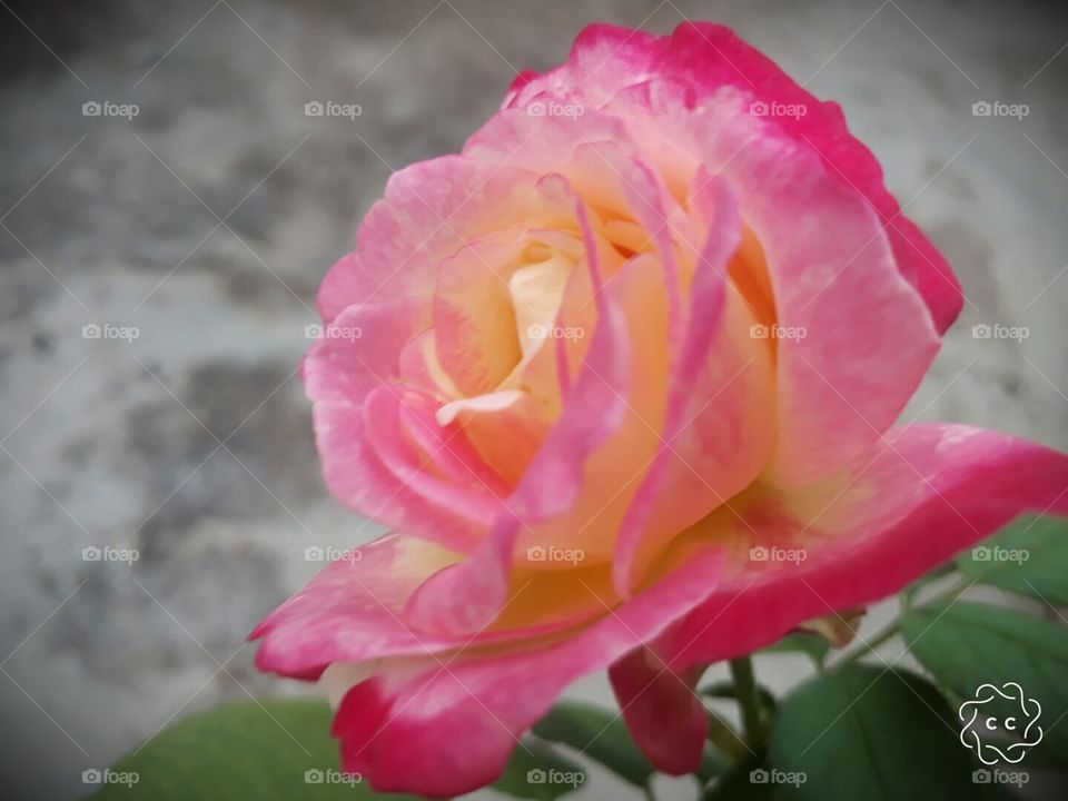 beautiful rose my home