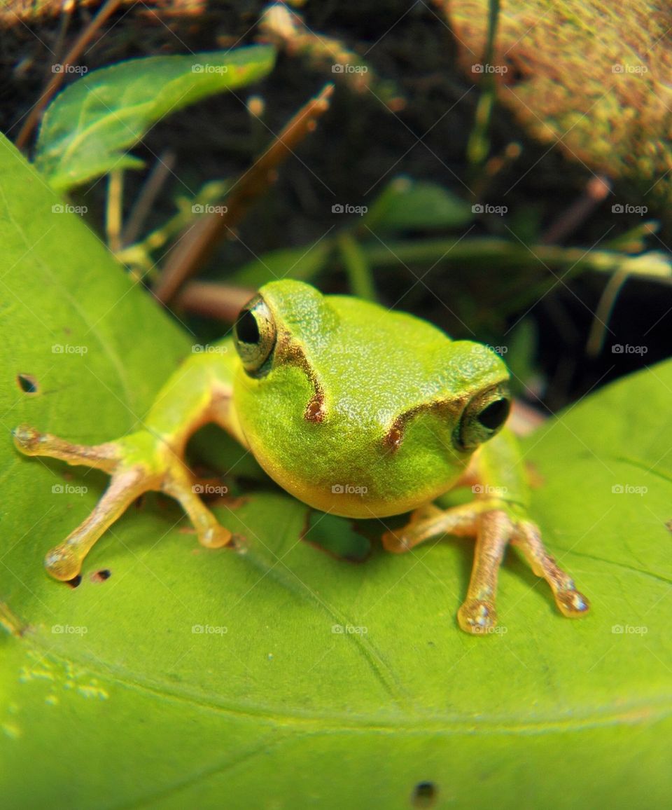 frog