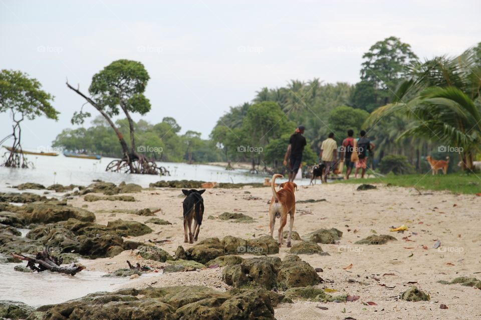 Stray pups on the beach