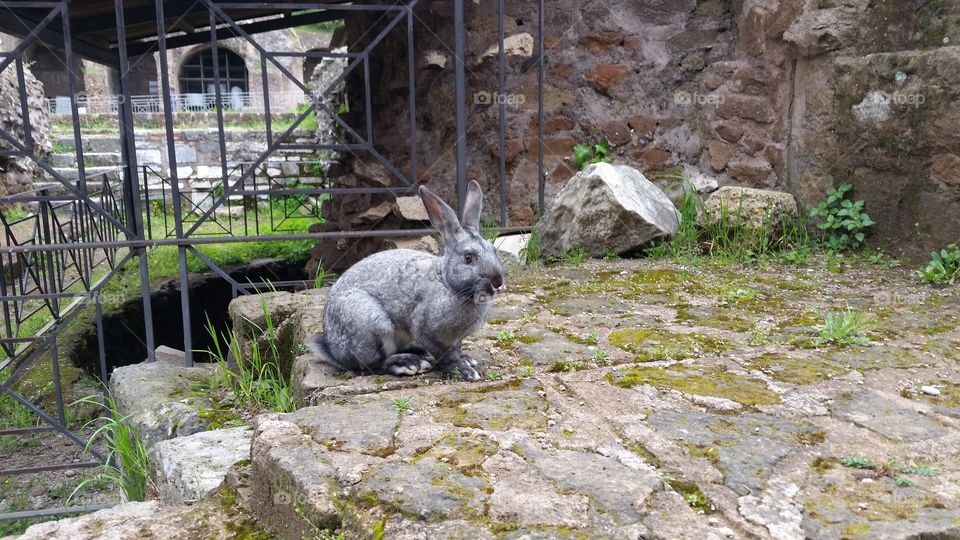 Italian wild Easter bunny from my trip to Rome, Italy in April 2015.