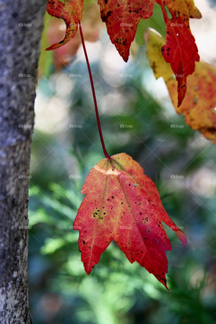 leaf turning red.