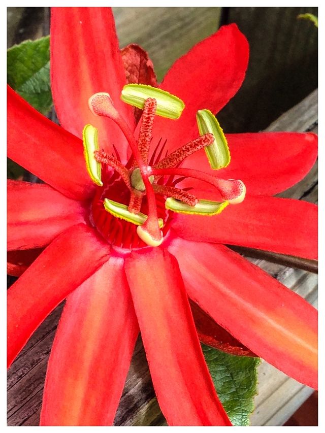 Exotic flower #3