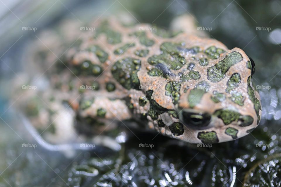 A green toad at the aquarium